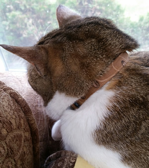 Toby